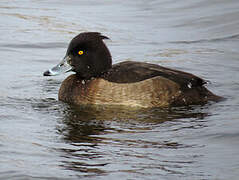 Tufted Duck