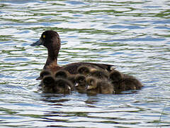 Tufted Duck