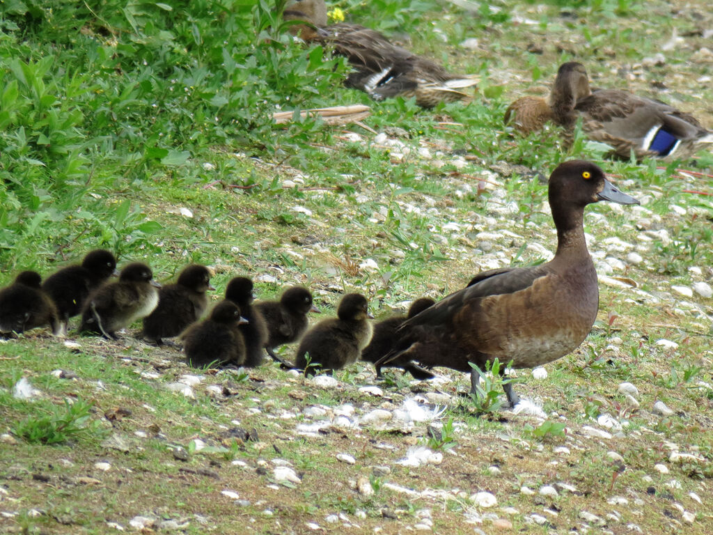 Tufted Duck