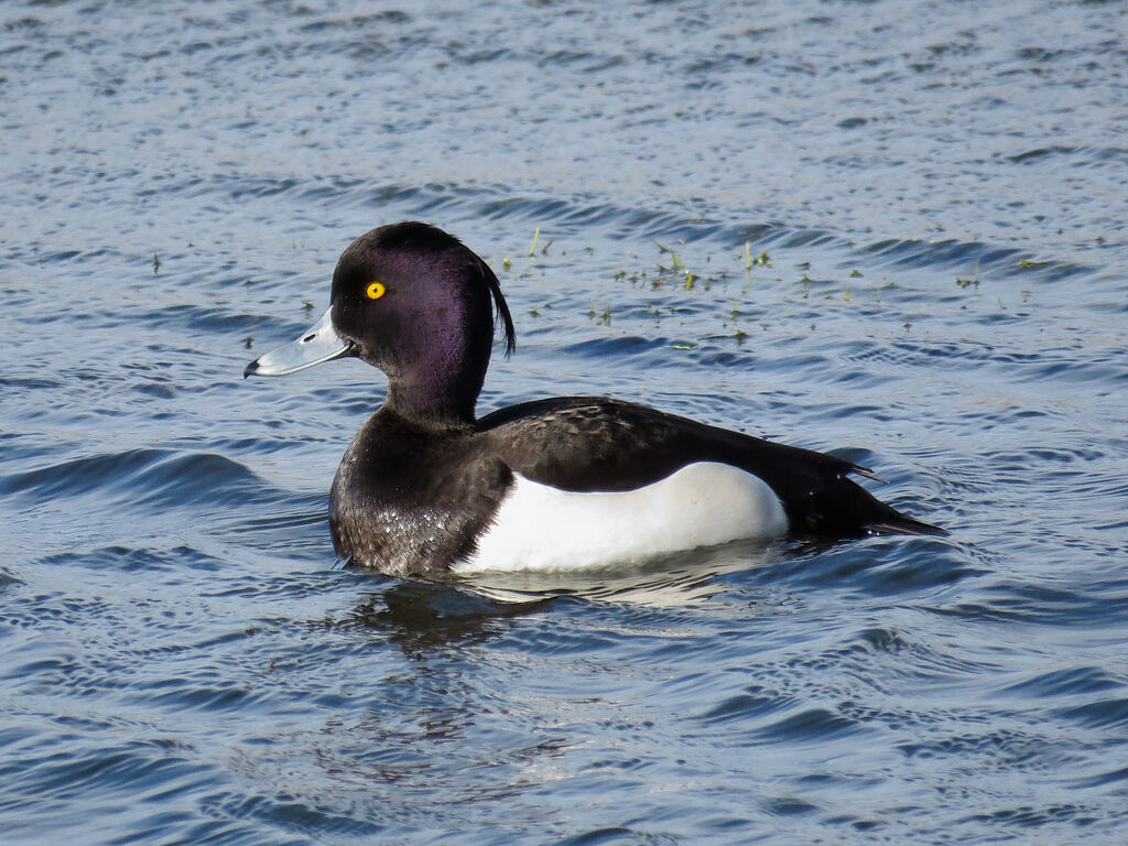 Tufted Duck male