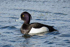 Tufted Duck