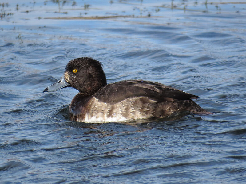Tufted Duck female