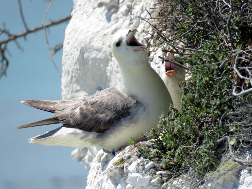 Fulmar boréaladulte