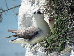 Fulmar boréal