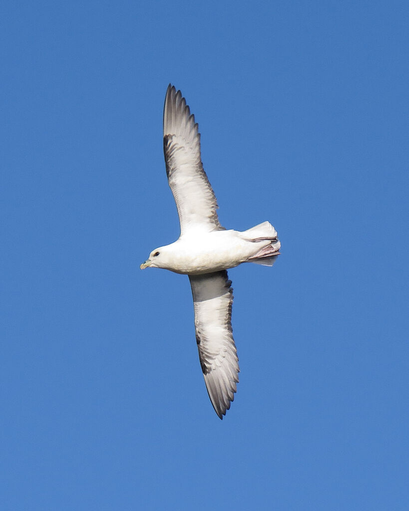 Fulmar boréal