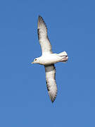 Northern Fulmar