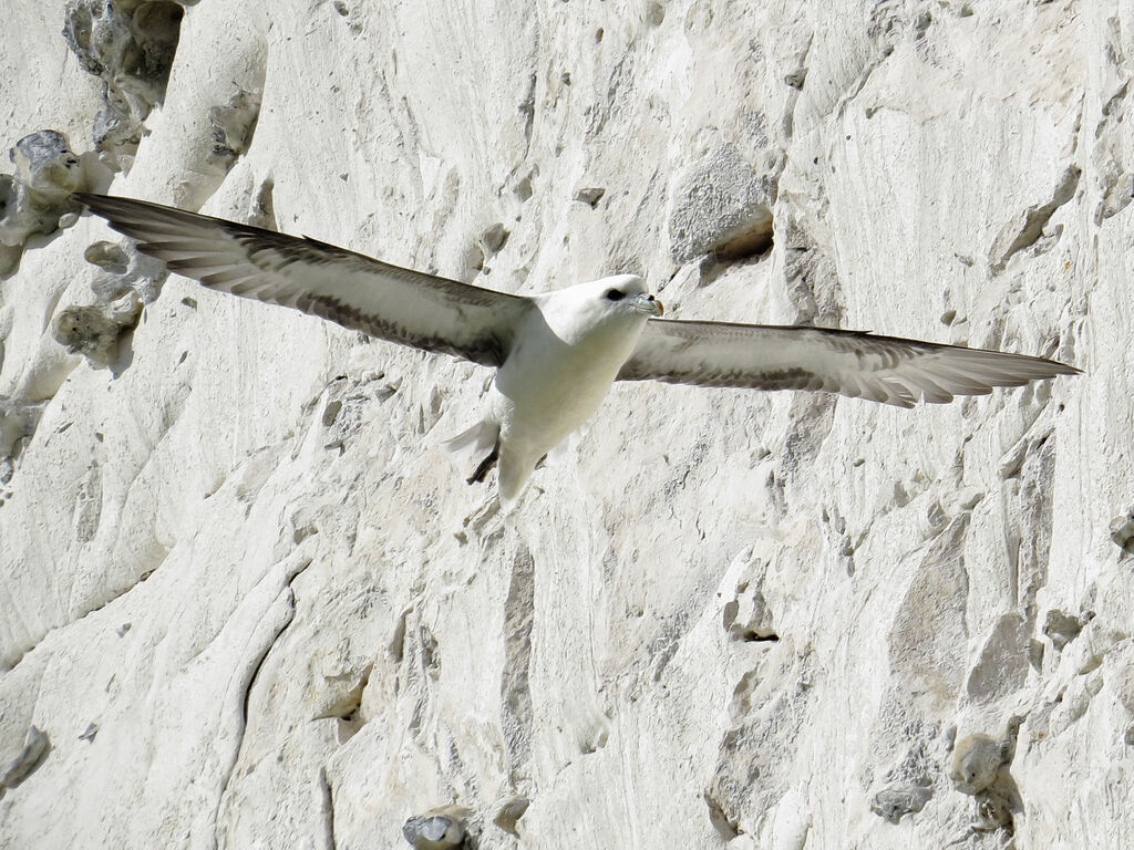 Fulmar boréal