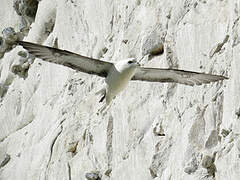 Northern Fulmar