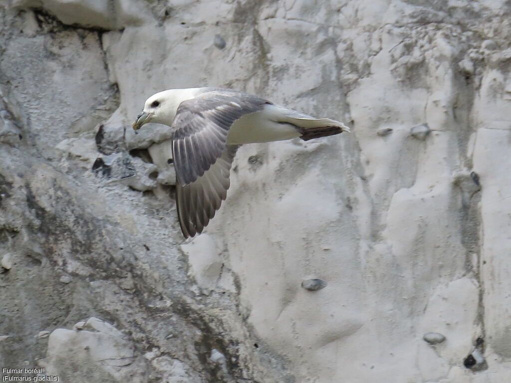 Fulmar boréal