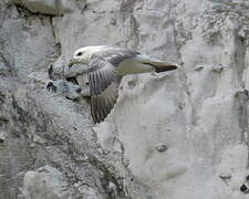 Northern Fulmar