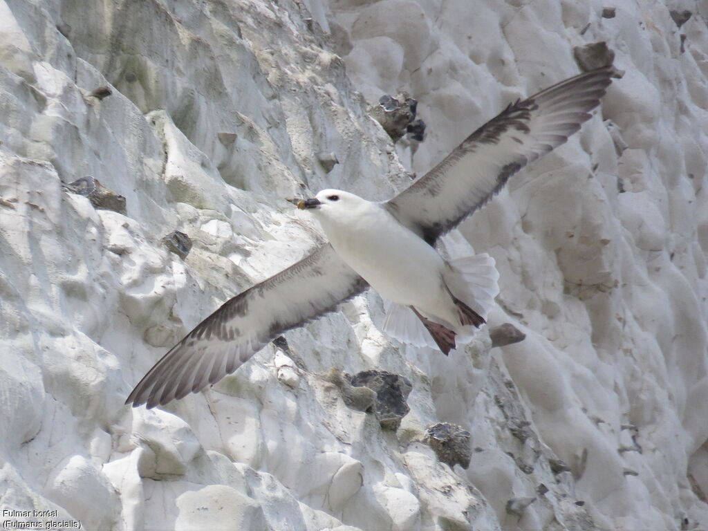 Fulmar boréal