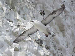 Northern Fulmar