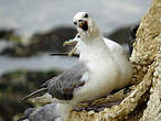 Fulmar boréal