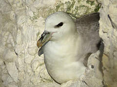 Northern Fulmar