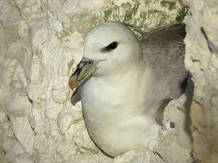 Fulmar boréal