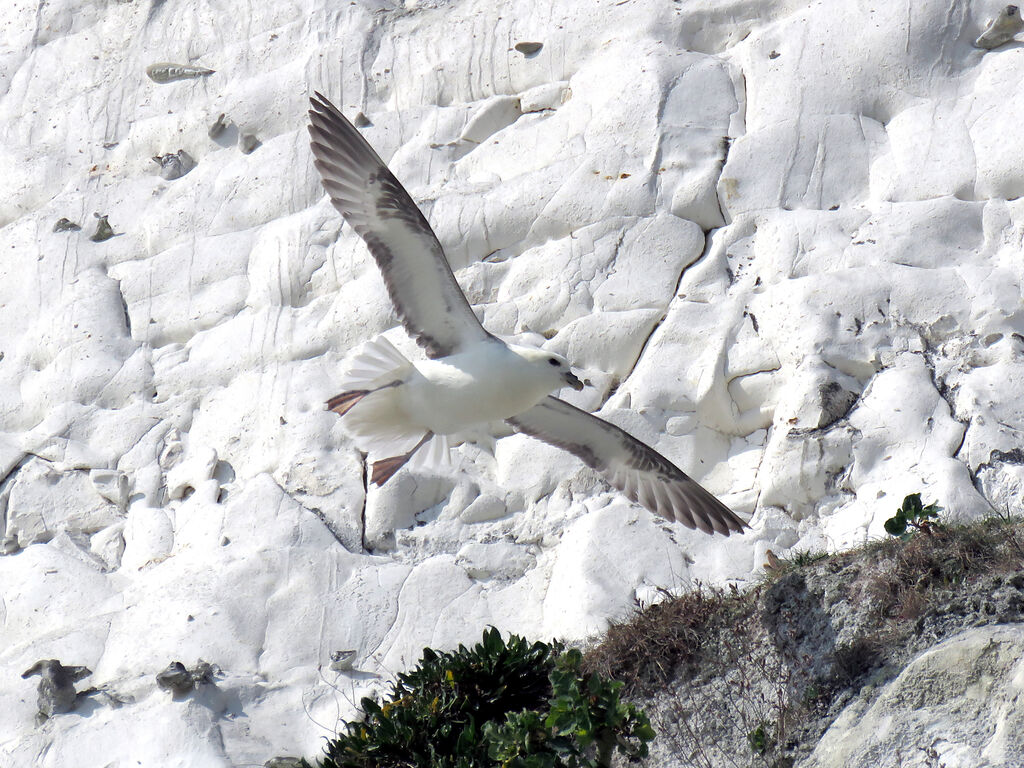 Northern Fulmar