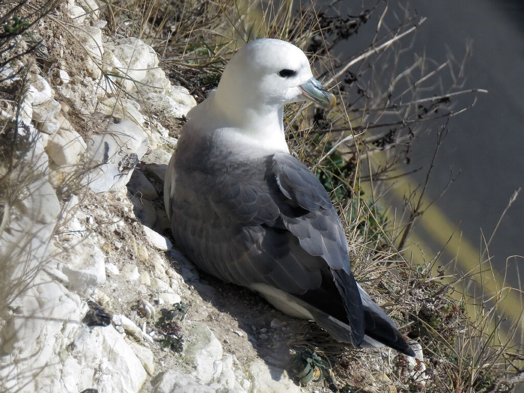 Fulmar boréal