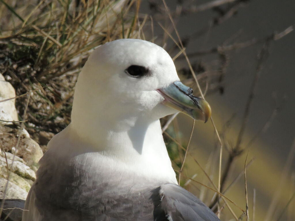 Northern Fulmar, close-up portrait