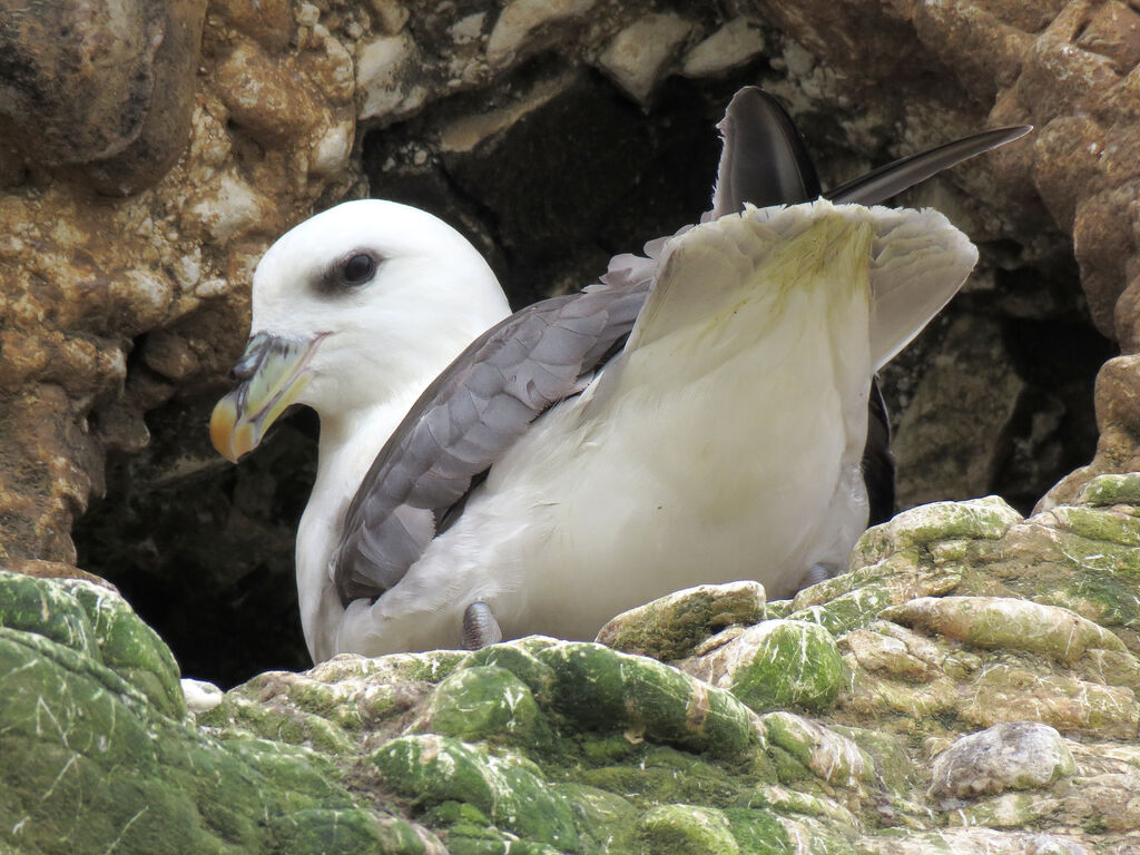 Fulmar boréal