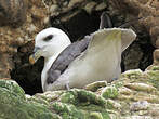 Fulmar boréal