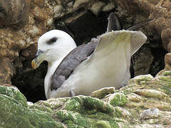 Northern Fulmar