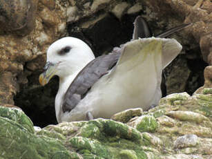 Fulmar boréal