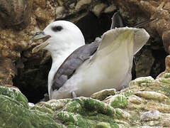 Northern Fulmar