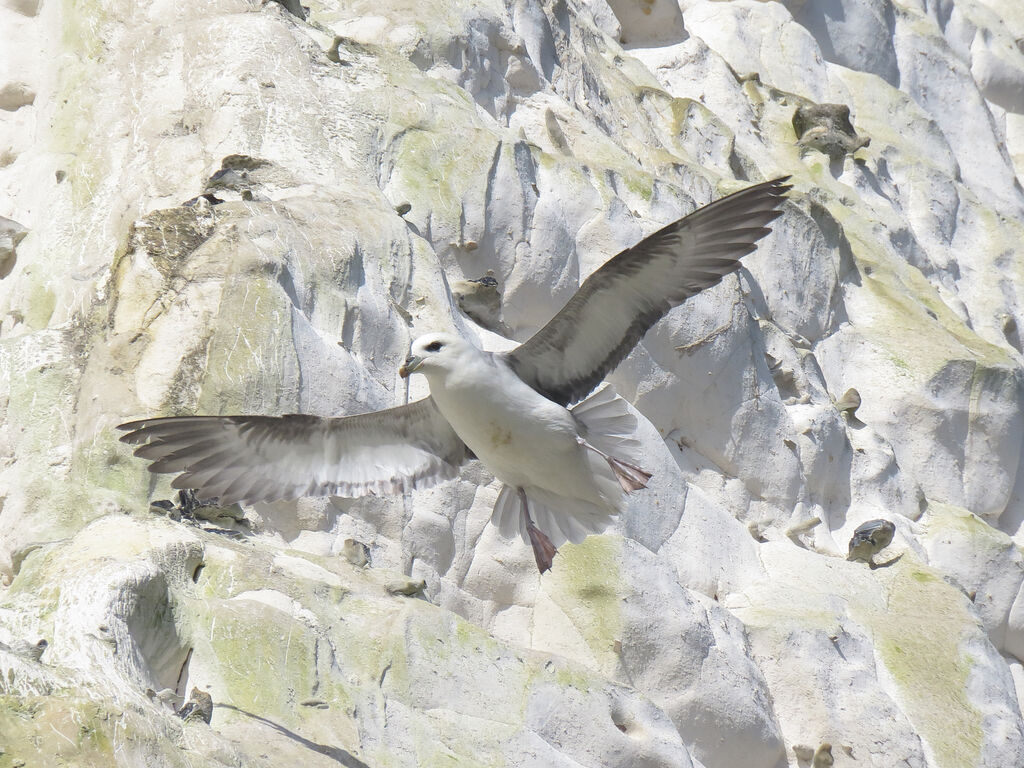 Fulmar boréal