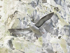 Fulmar boréal