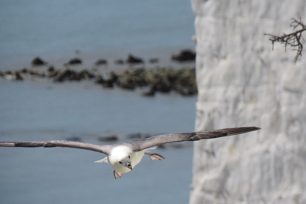 Fulmar boréal