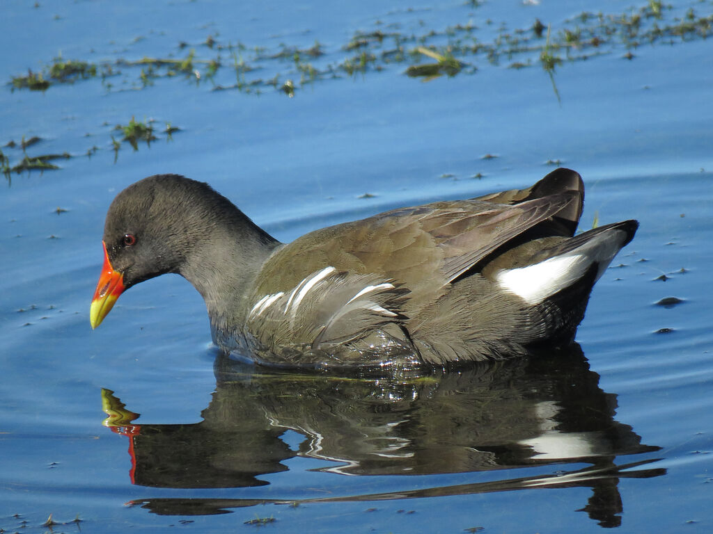 Gallinule poule-d'eau