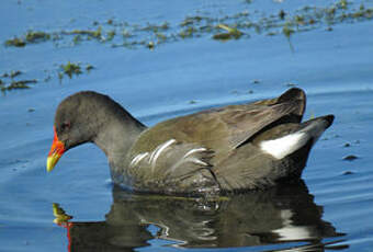 Gallinule poule-d'eau