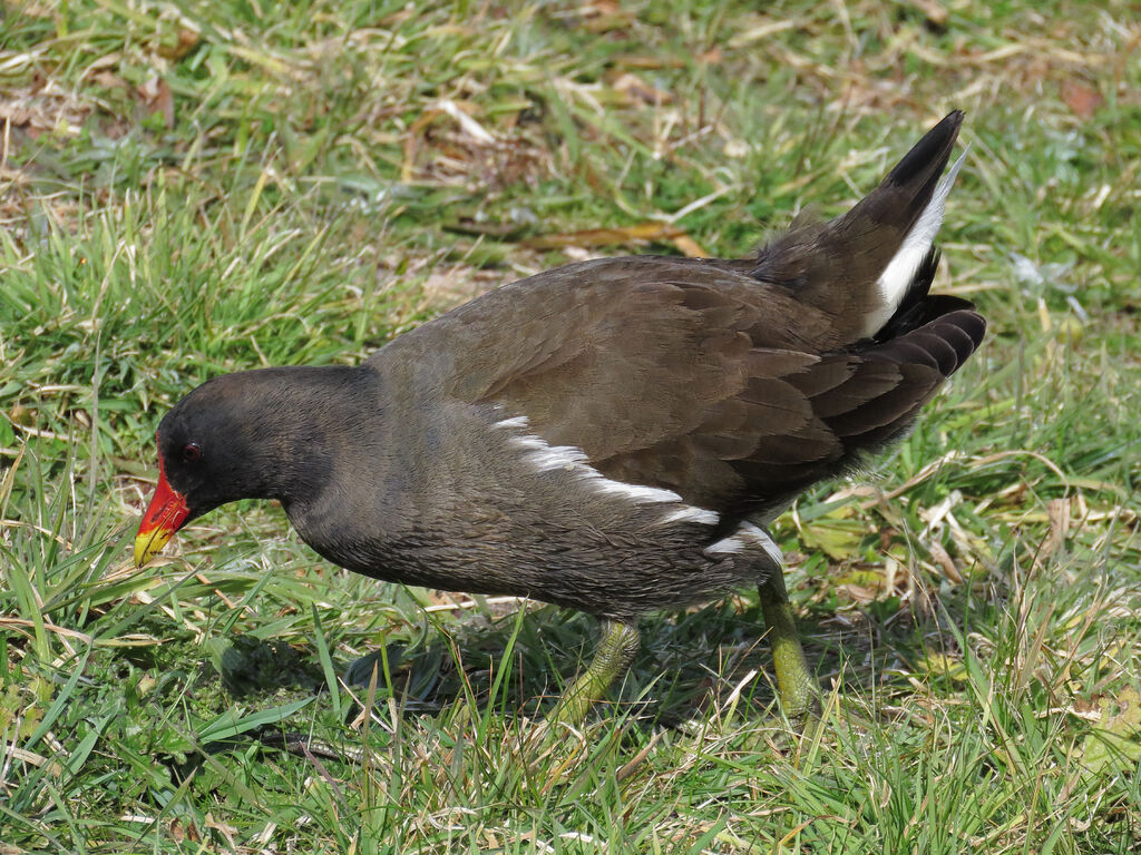 Common Moorhen