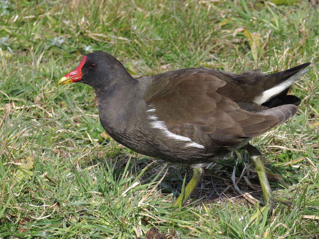 Gallinule poule-d'eau