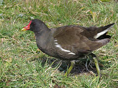 Common Moorhen