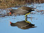 Gallinule poule-d'eau