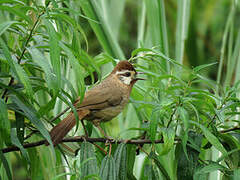 White-browed Laughingthrush