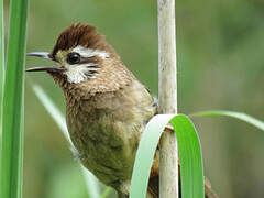 White-browed Laughingthrush