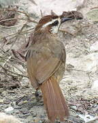 White-browed Laughingthrush