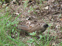 Masked Laughingthrush