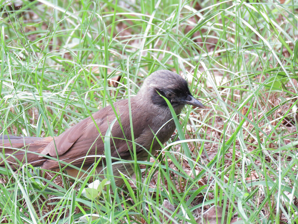 Masked Laughingthrush