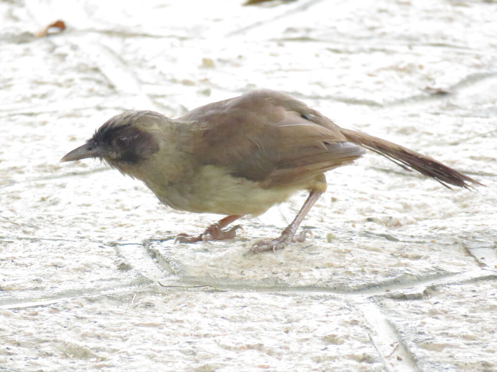 Masked Laughingthrush