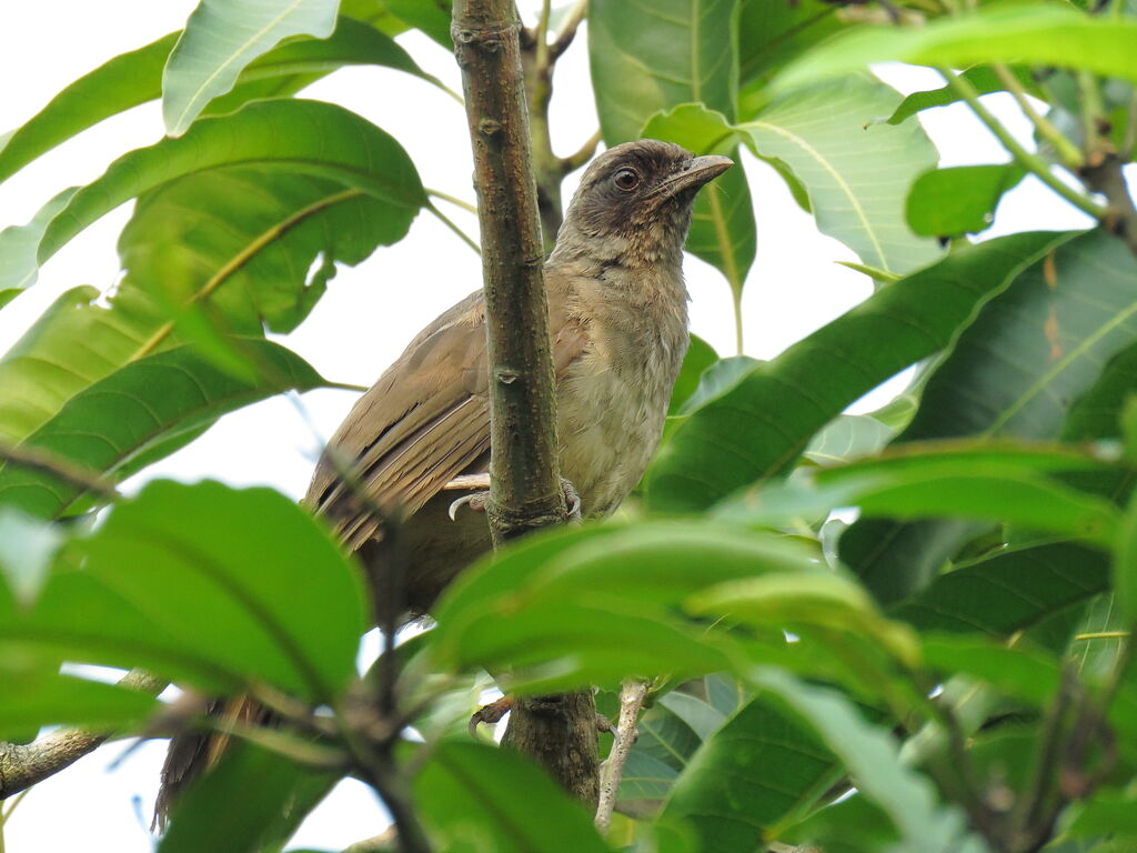 Masked Laughingthrush