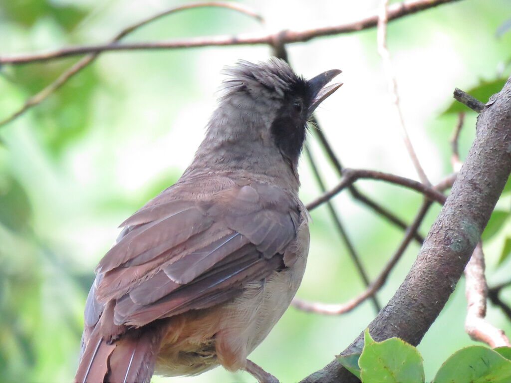 Masked Laughingthrush