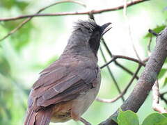 Masked Laughingthrush