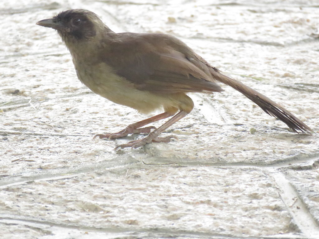 Masked Laughingthrush