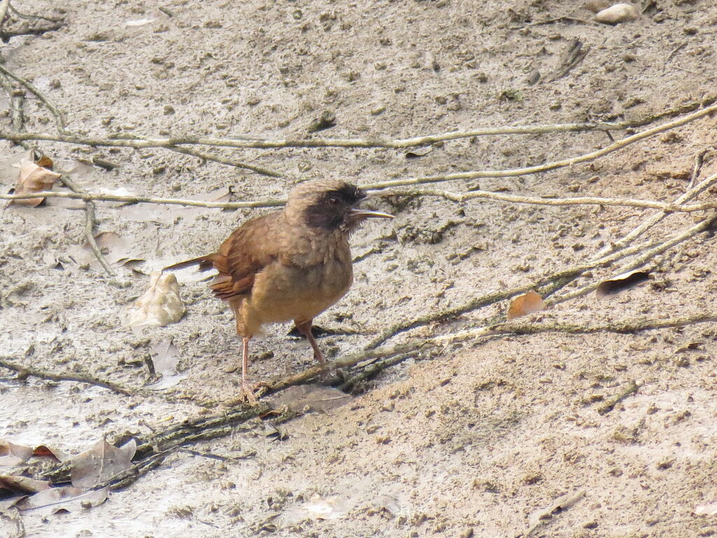 Masked Laughingthrush