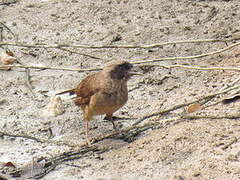 Masked Laughingthrush