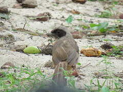 Masked Laughingthrush