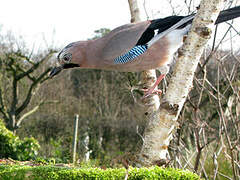 Eurasian Jay